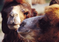 Camel & Llama sweatshirt #252944
