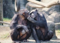 Chimpanzee hoodie #252897