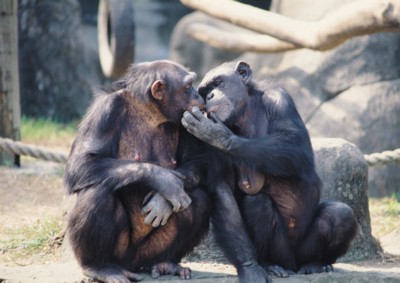Chimpanzee tote bag