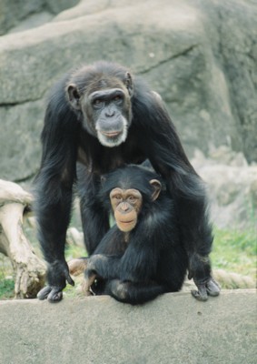 Chimpanzee metal framed poster