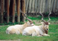 Antelope & Gazelle mug #PH7494484