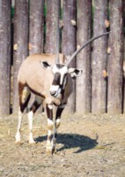 Antelope & Gazelle mug #PH7494564