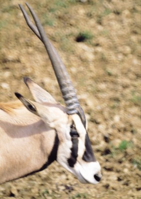 Antelope & Gazelle Mouse Pad PH7494590