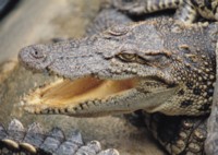 Alligator & Crocodile hoodie #251619