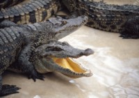 Alligator & Crocodile magic mug #PH7494957