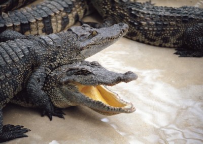 Alligator & Crocodile Poster PH7494957