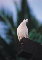 Doves & Pigeons hoodie #252791