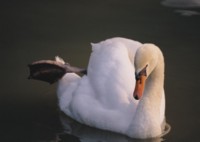 Swan Mouse Pad PH7495327