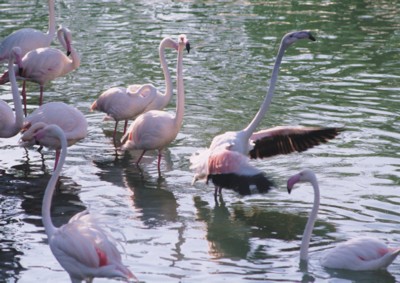 Flamingo Stickers PH7495400