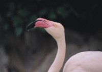 Flamingo Mouse Pad PH7495444