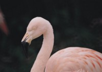 Flamingo Tank Top #252739