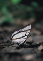 Butterfly & Moth Tank Top #252972