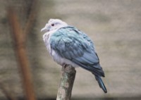 Doves & Pigeons magic mug #PH7496040