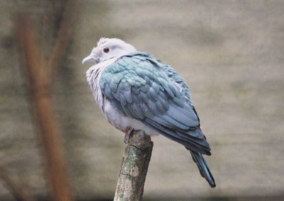 Doves & Pigeons magic mug #PH7496040