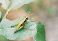Grasshopper & Cricket mug #PH7496127