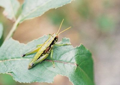 Grasshopper & Cricket pillow