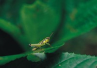 Grasshopper & Cricket Mouse Pad PH7496248