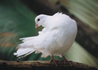 Doves & Pigeons Longsleeve T-shirt #252786
