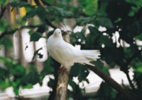 Doves & Pigeons magic mug #PH7497517