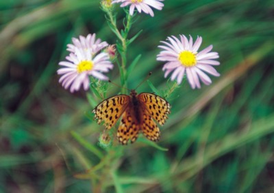Butterfly & Moth Poster PH7497979