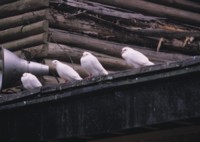 Doves & Pigeons tote bag #PH7498318