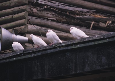 Doves & Pigeons Poster PH7498318
