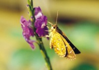 Butterfly & Moth Mouse Pad PH7498321