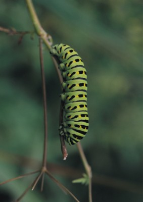 Caterpillar poster with hanger