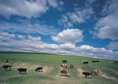 Cow & Bull Stickers PH7500426