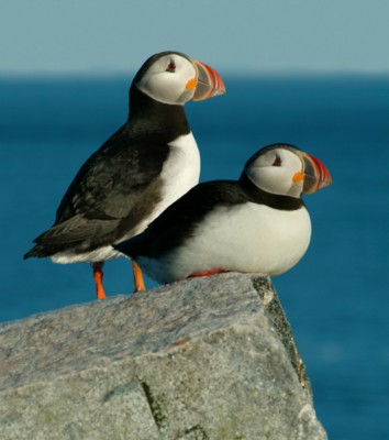 Puffins Poster PH7511368