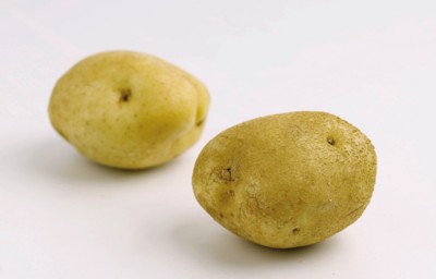 Potato canvas poster