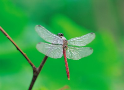 Dragonfly Poster PH7593498