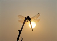 Dragonfly Mouse Pad PH7593586