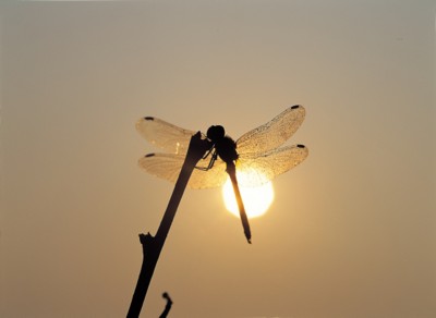 Dragonfly Poster PH7593586