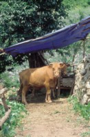 Cow & Bull tote bag #PH7599076