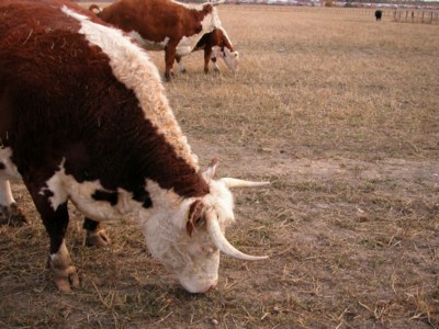 Cow & Bull Stickers PH7621045