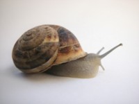 Snails magic mug #PH7621537