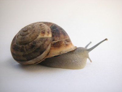 Snails Tank Top