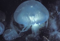 Jellyfish t-shirt #252572