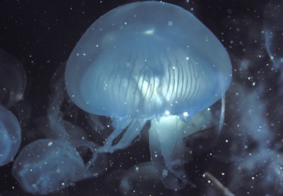 Jellyfish Poster PH7644425