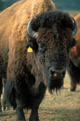 Buffalo & Bison tote bag #PH7644742