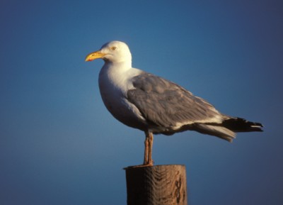 Seagull & Tern poster