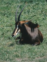 Antelope & Gazelle mug #PH7648312