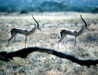 Antelope & Gazelle t-shirt #251660