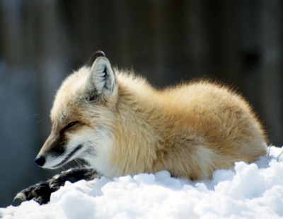 Fox tote bag