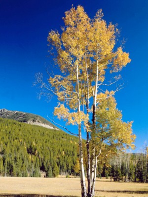 Rocky Mountain National Park wood print