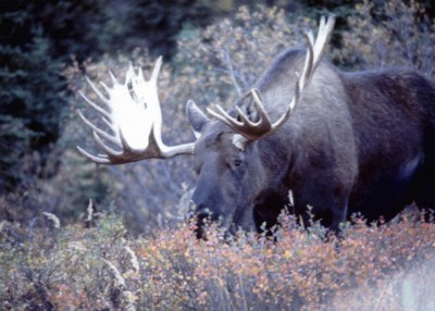 Moose & Elk Poster PH7712687