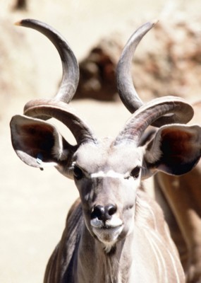 Antelope & Gazelle poster with hanger