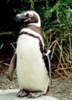 Penguin hoodie #253507
