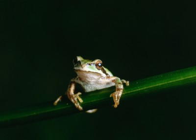 Frog wooden framed poster